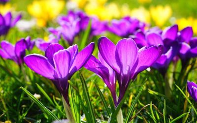 Online QuickBooks and Accountants: Why You Need Both